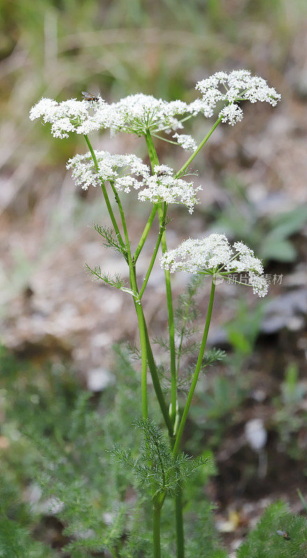 秃头，斯皮涅尔（Meum athamanticum）